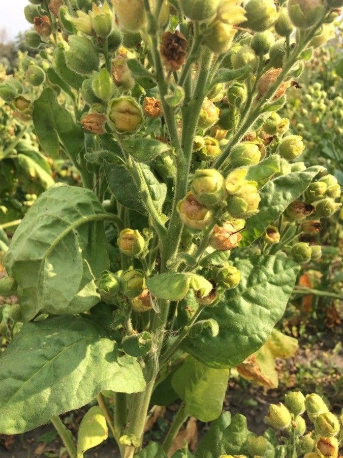 Nicotiana rustica fruit