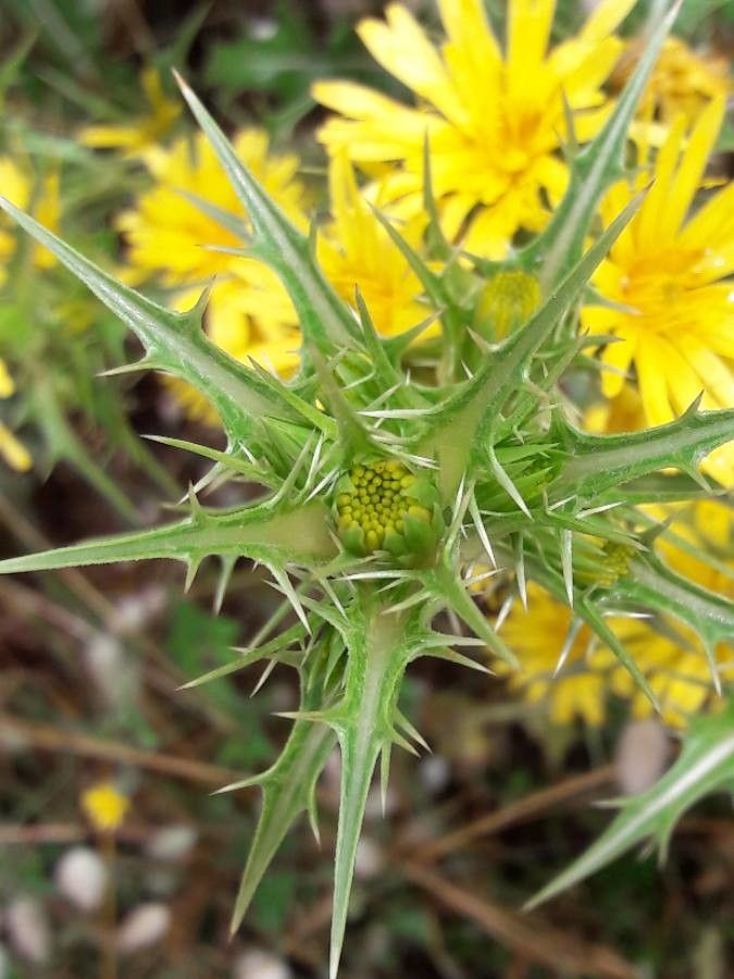 Scolymus hispanicus leaf