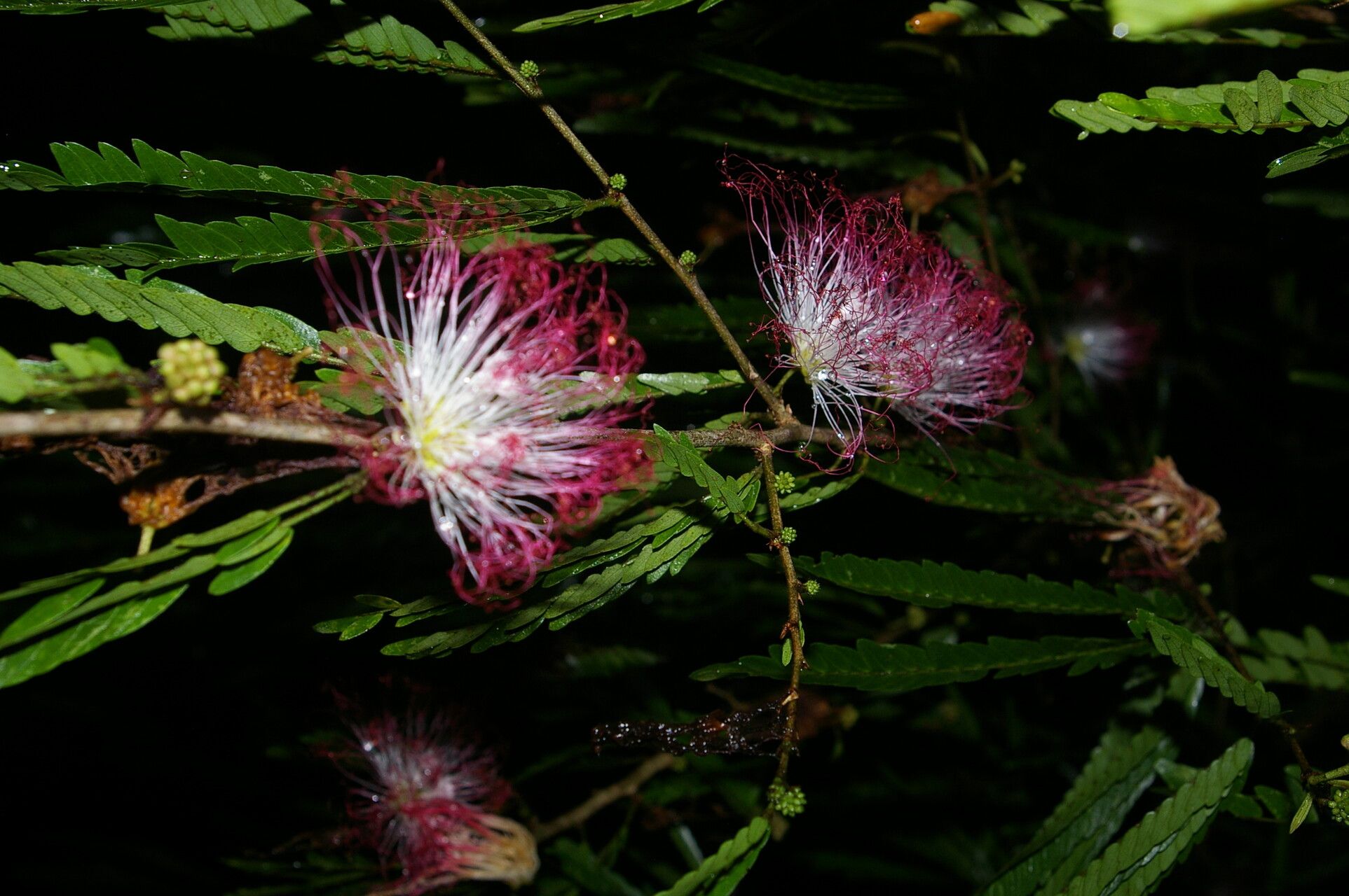 Calliandra magdalenae flower