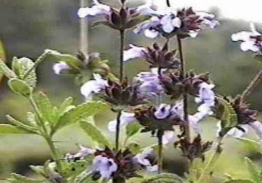 Salvia × bernardina — houseplant care guide