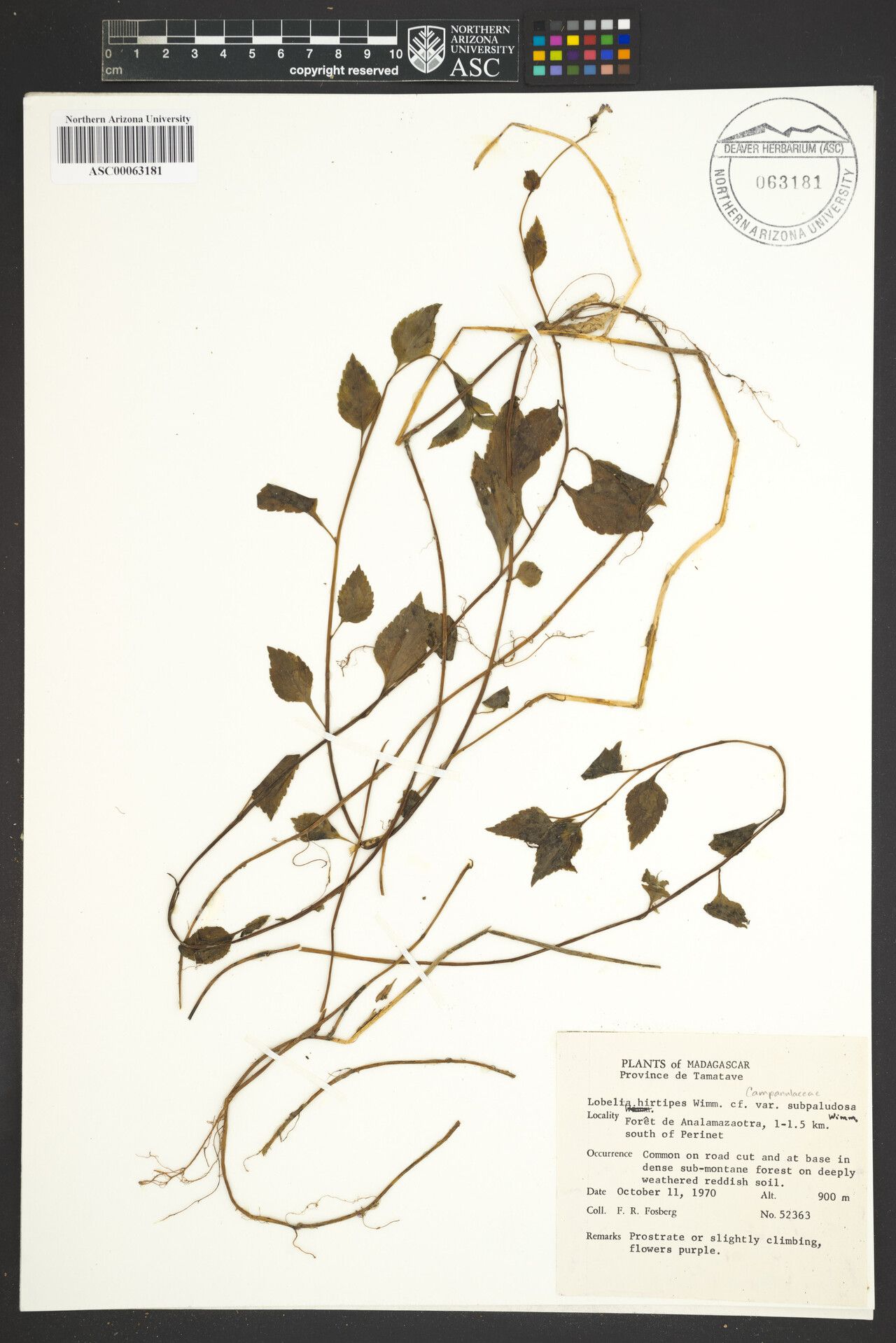 Lobelia hirtipes — houseplant care guide