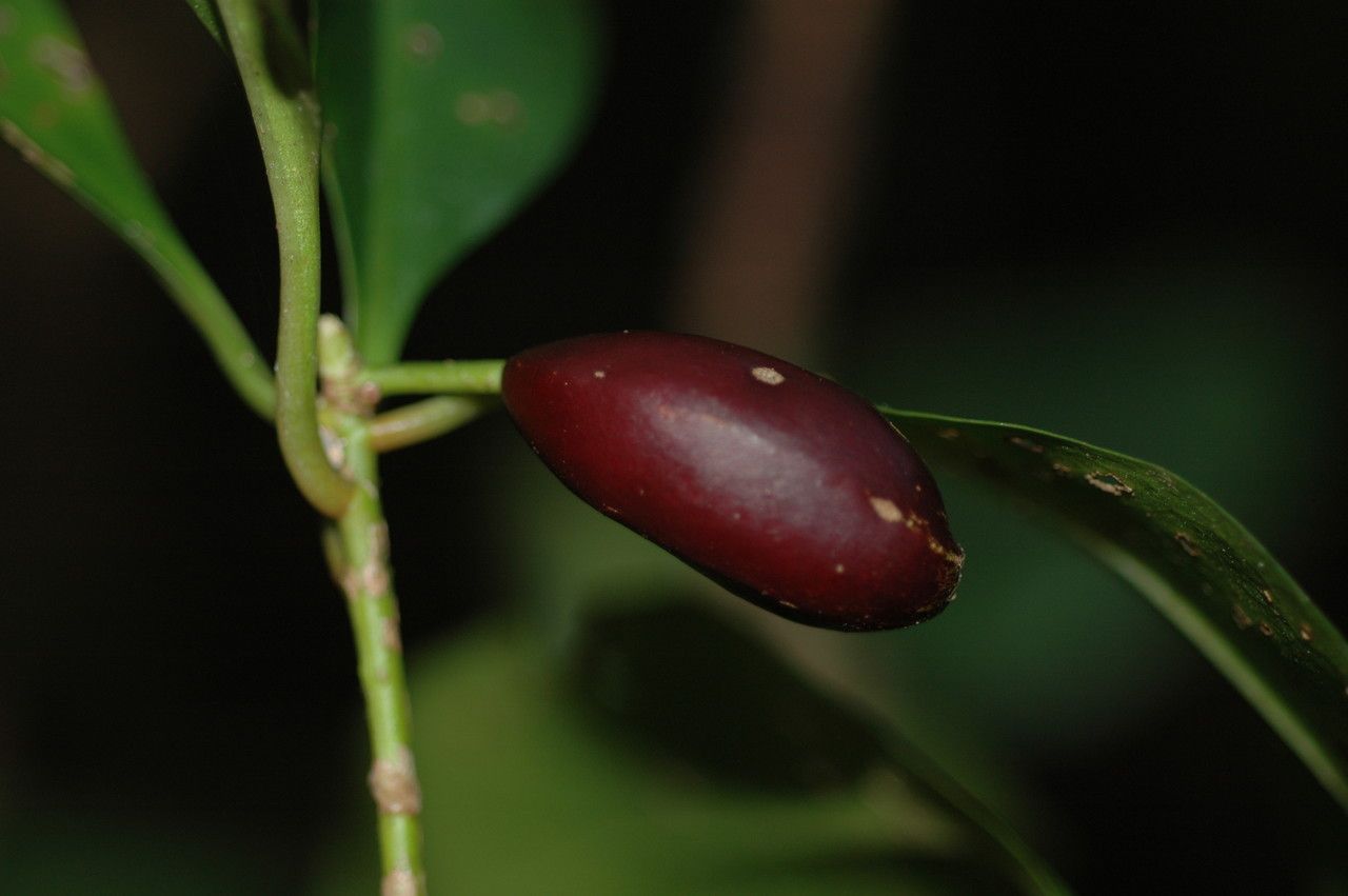 Periomphale balansae — houseplant care guide