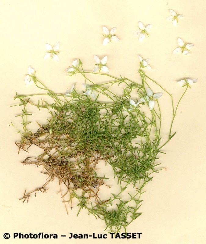 Moehringia sedoides habit