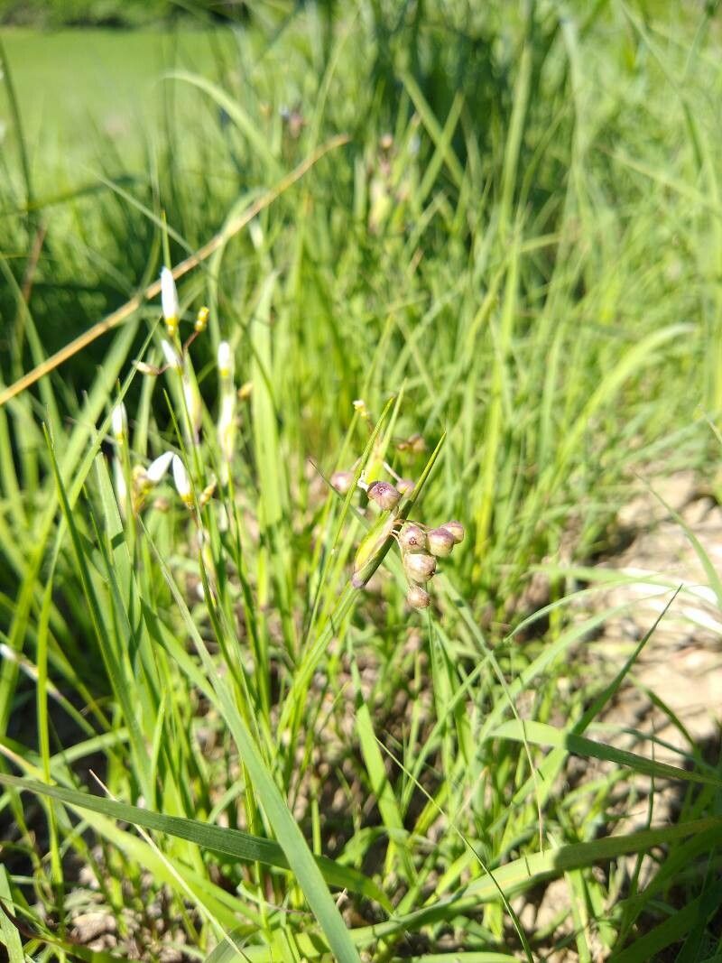 Sisyrinchium albidum fruit