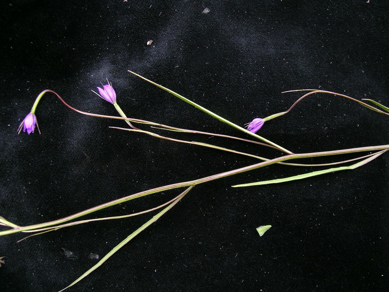Campanula aristata habit