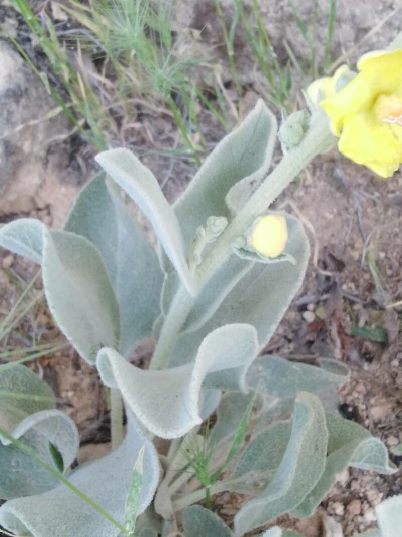 Verbascum rotundifolium leaf