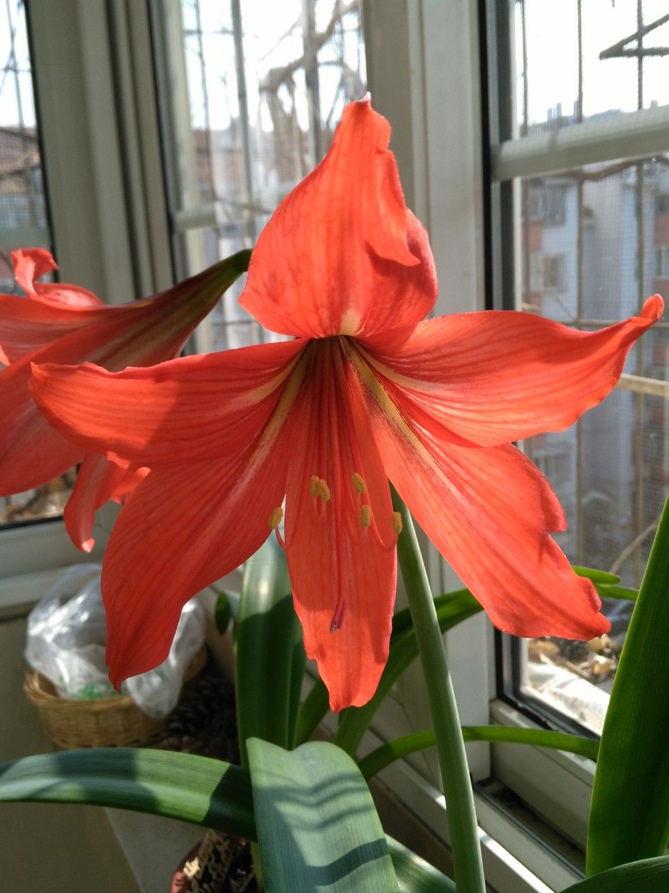 Hippeastrum vittatum flower