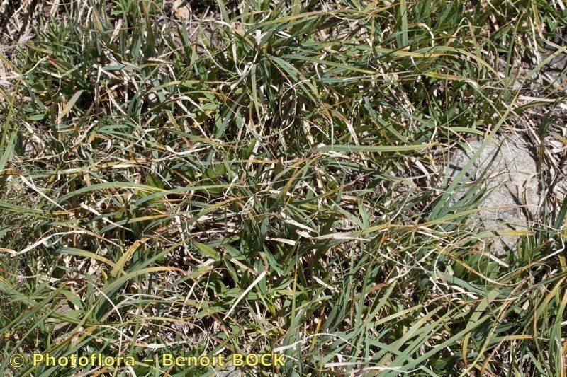 Carex fimbriata habit