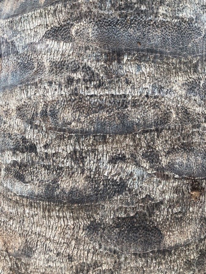 Jubaea chilensis bark