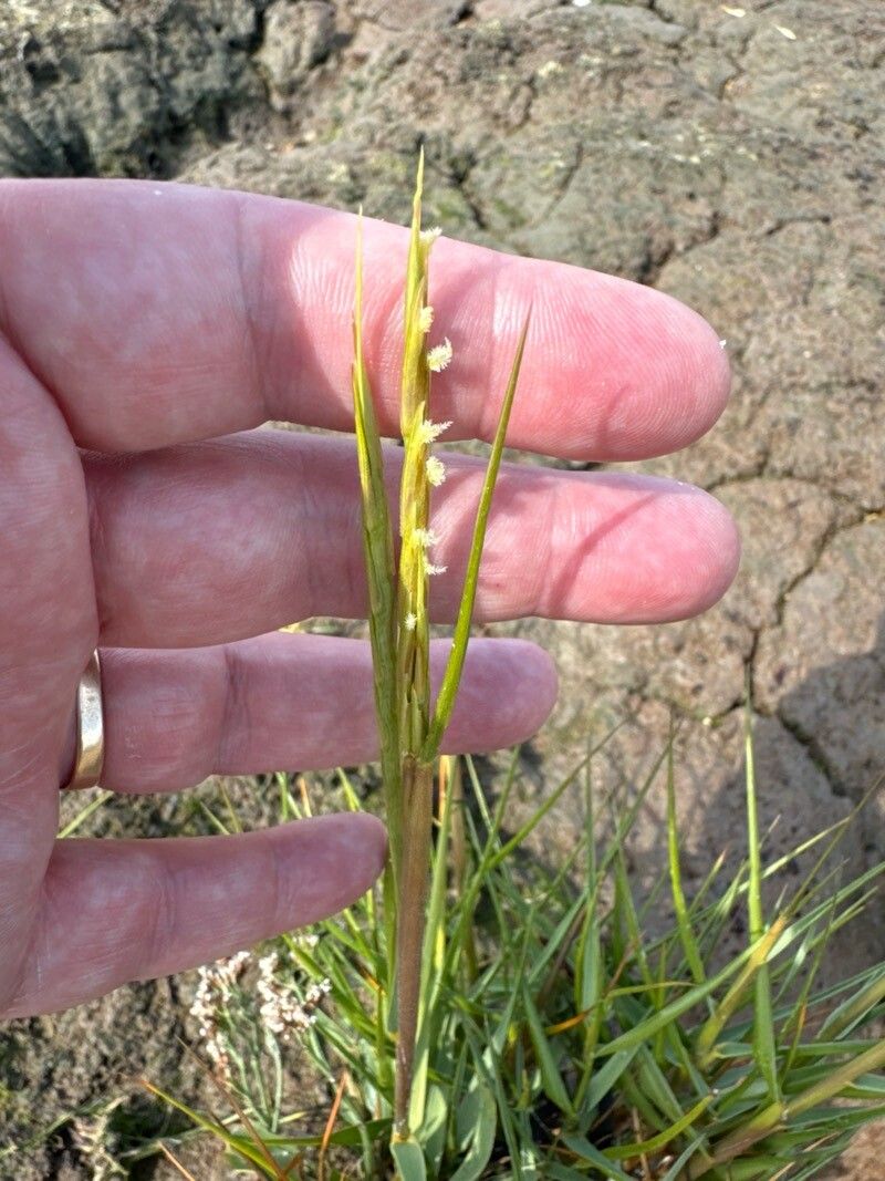 Sporobolus maritimus flower