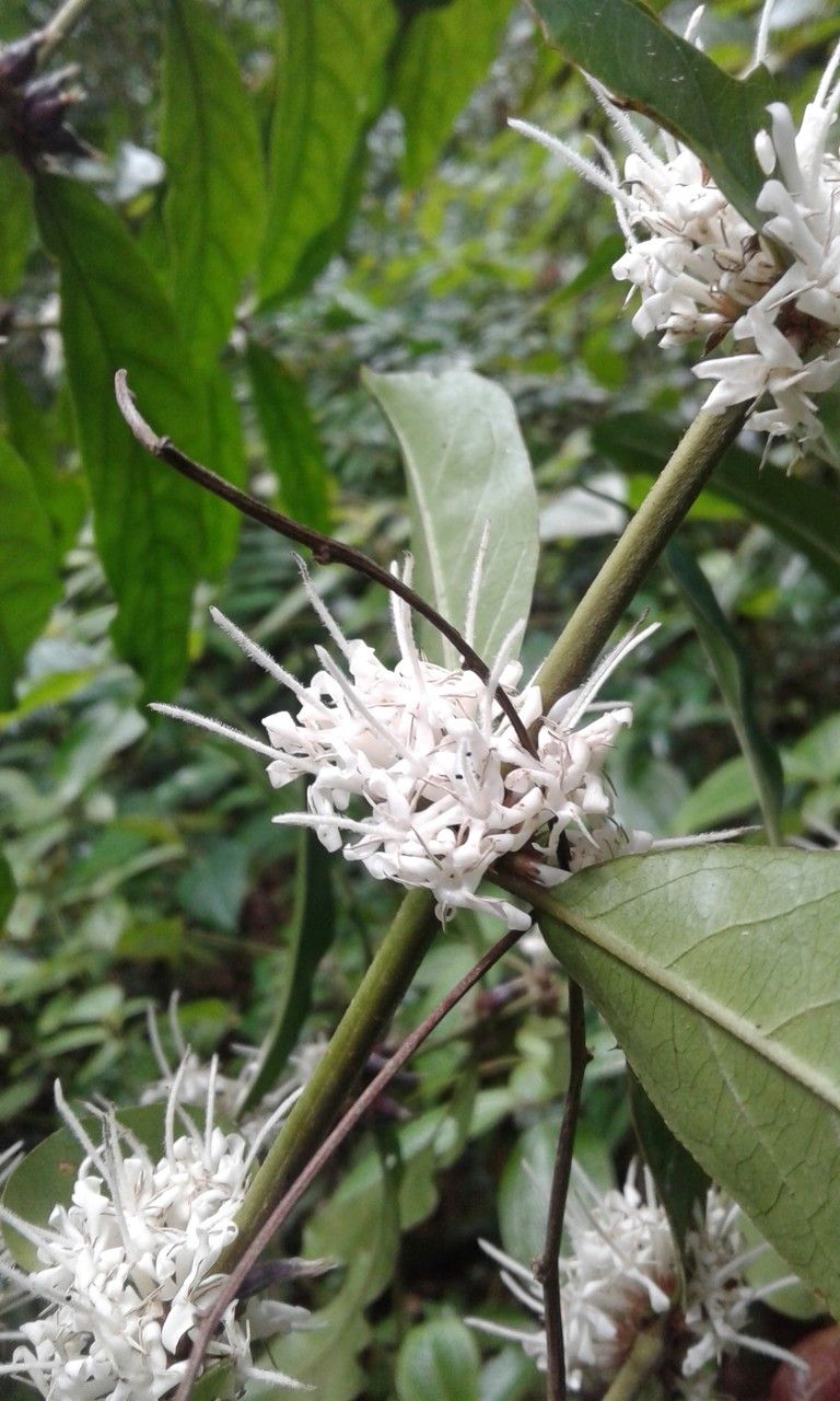 Coffea humblotiana flower