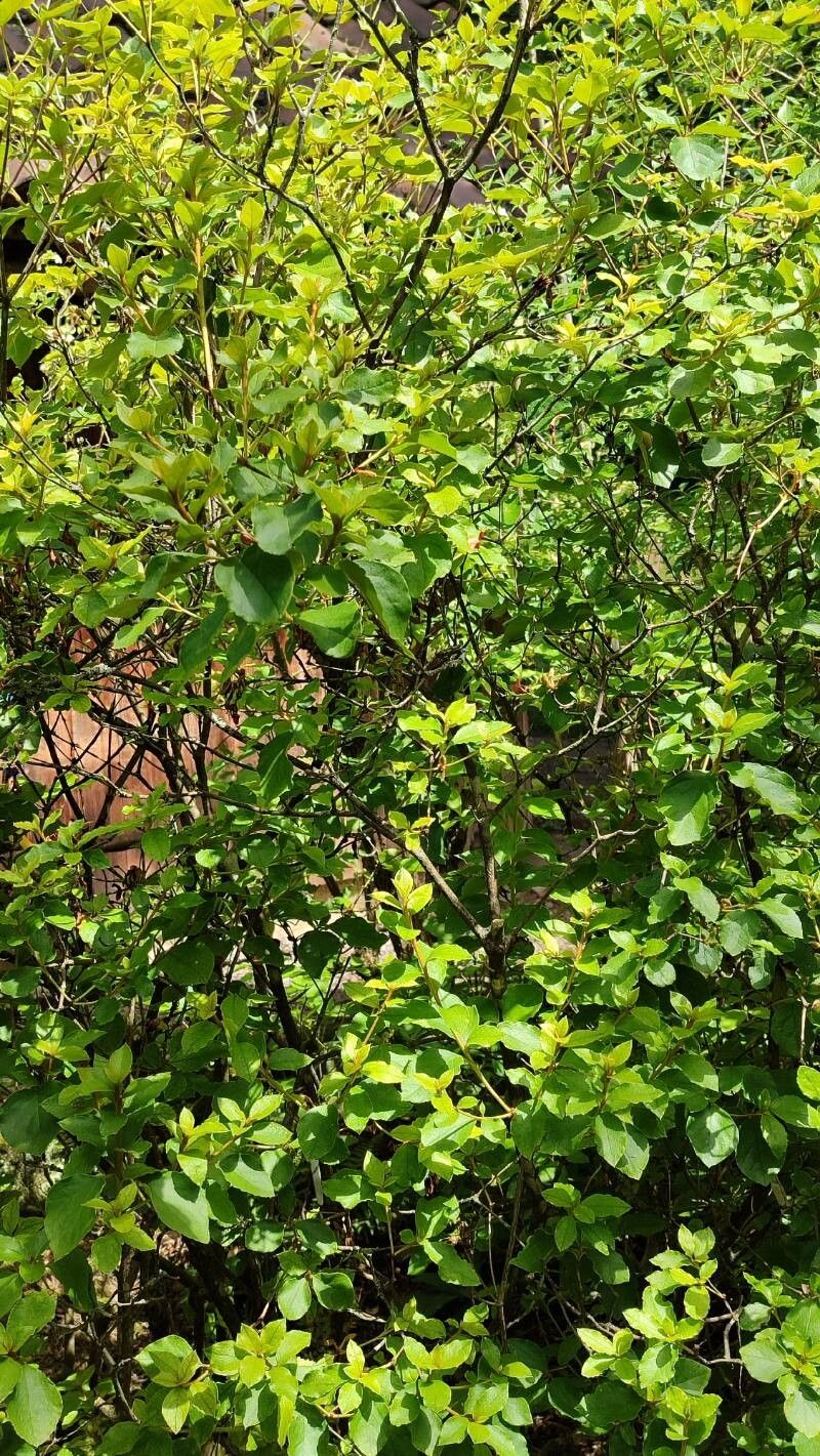 Rhododendron weyrichii habit