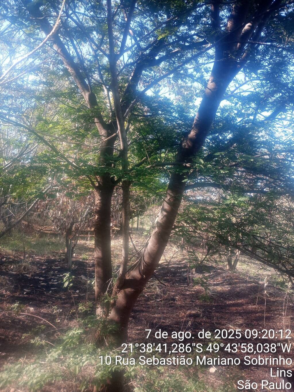 Dalbergia villosa bark