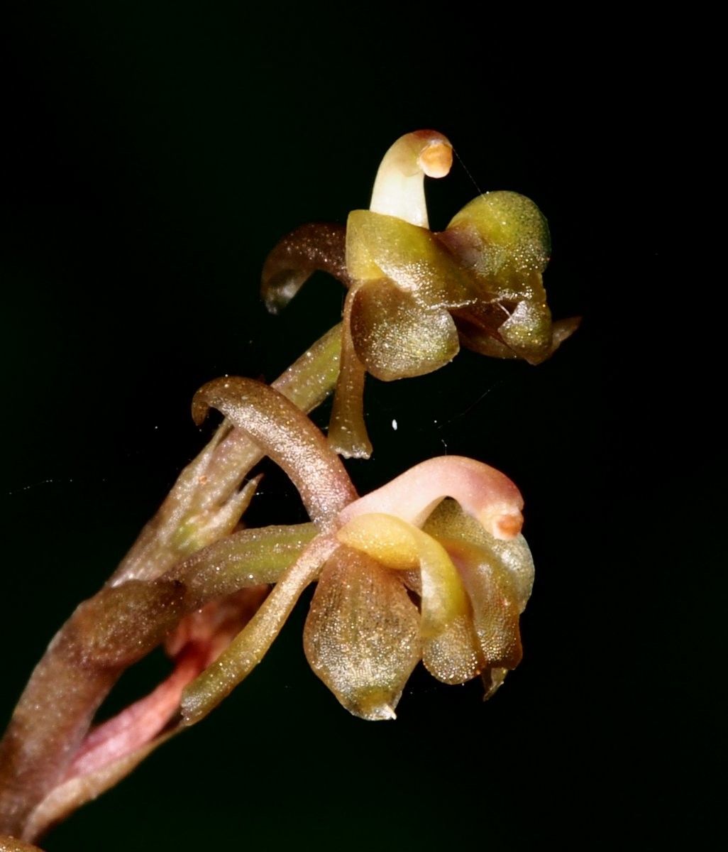 Liparis chalandei flower