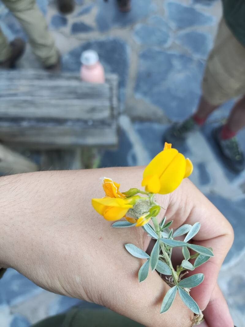 Adenocarpus argyrophyllus — related species from the same genus