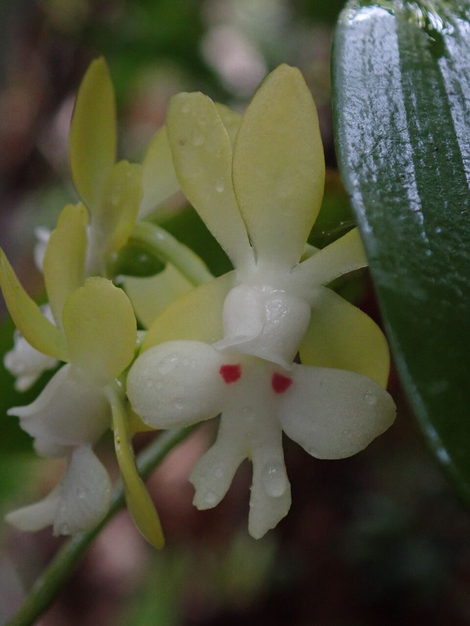 Oeonia brauniana flower