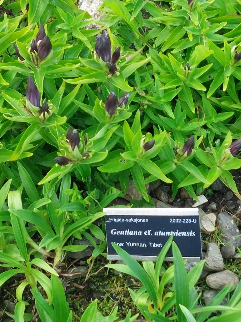Gentiana atuntsiensis habit