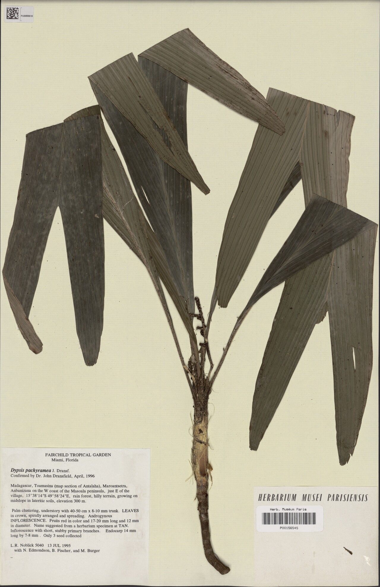 Dypsis pachyramea — houseplant care guide