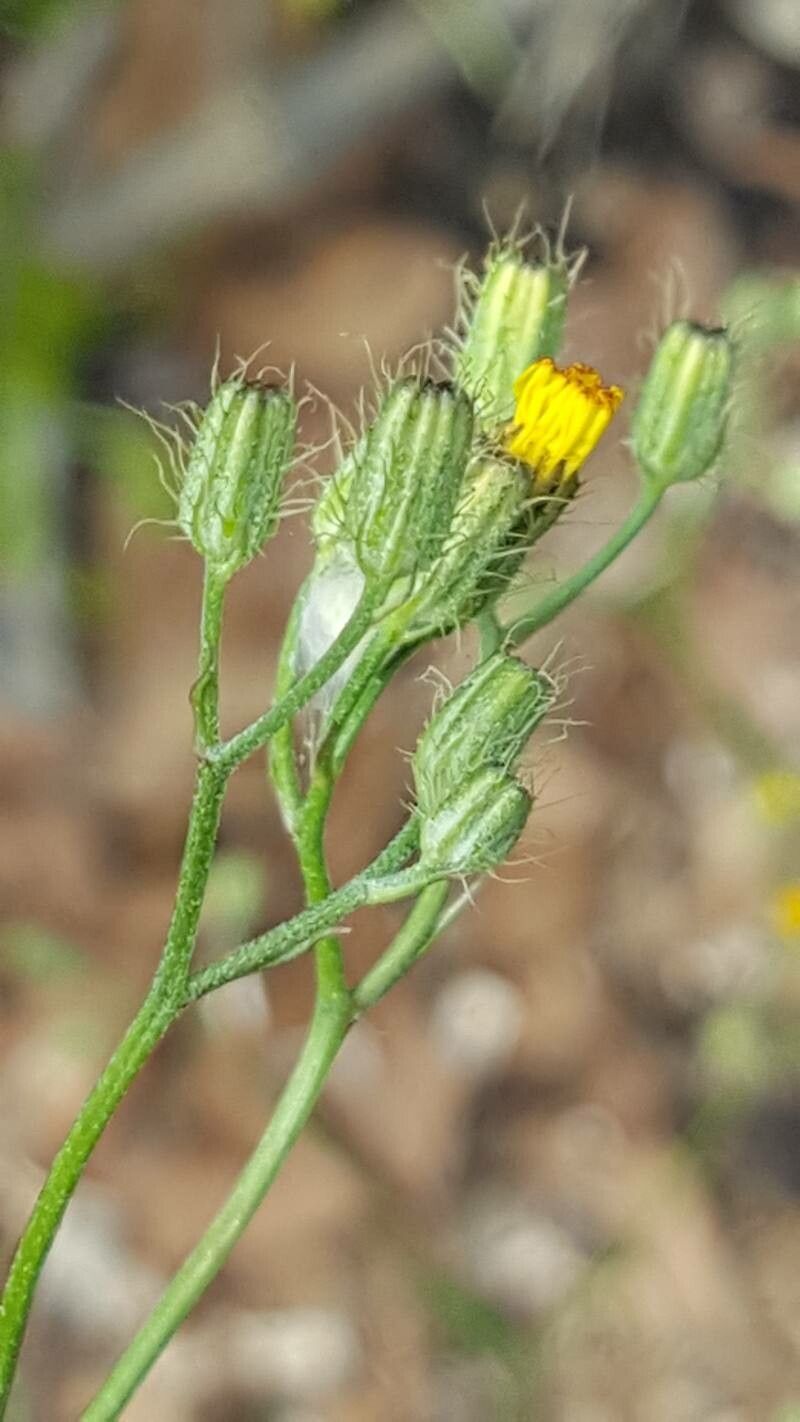 Crepis micrantha fruit
