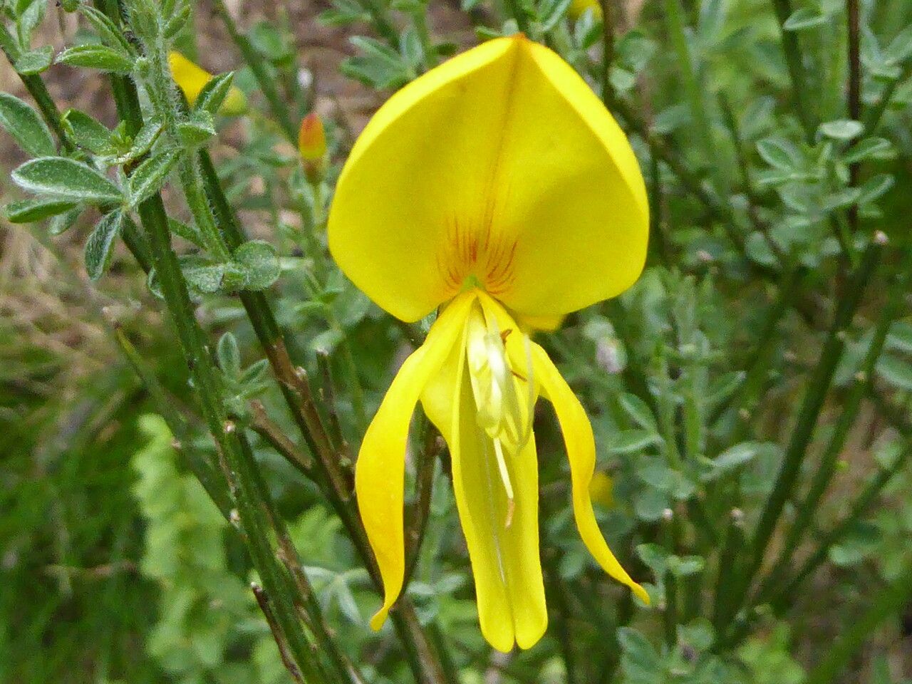 Cytisus balansae flower
