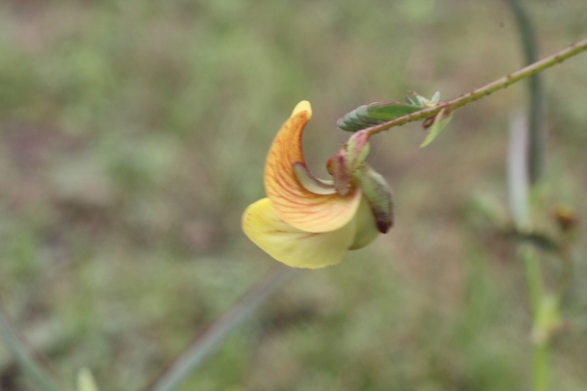 Aeschynomene rudis flower