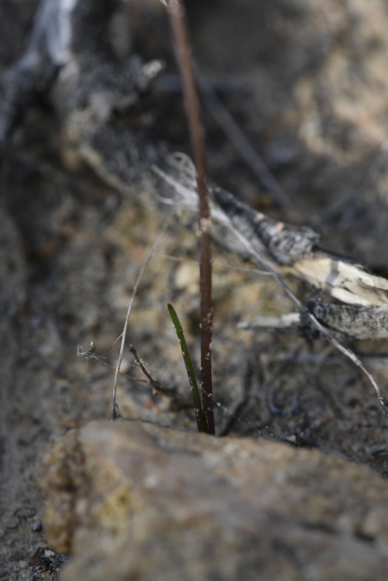 Triglochin laxiflora — related species from the same genus