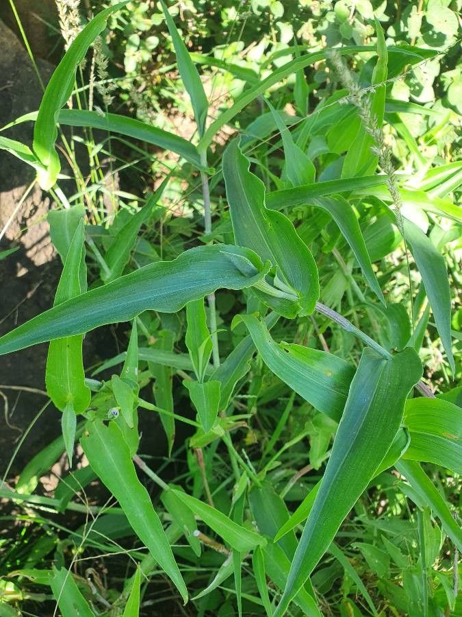 Commelina imberbis leaf