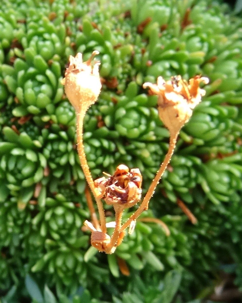 Saxifraga moschata fruit