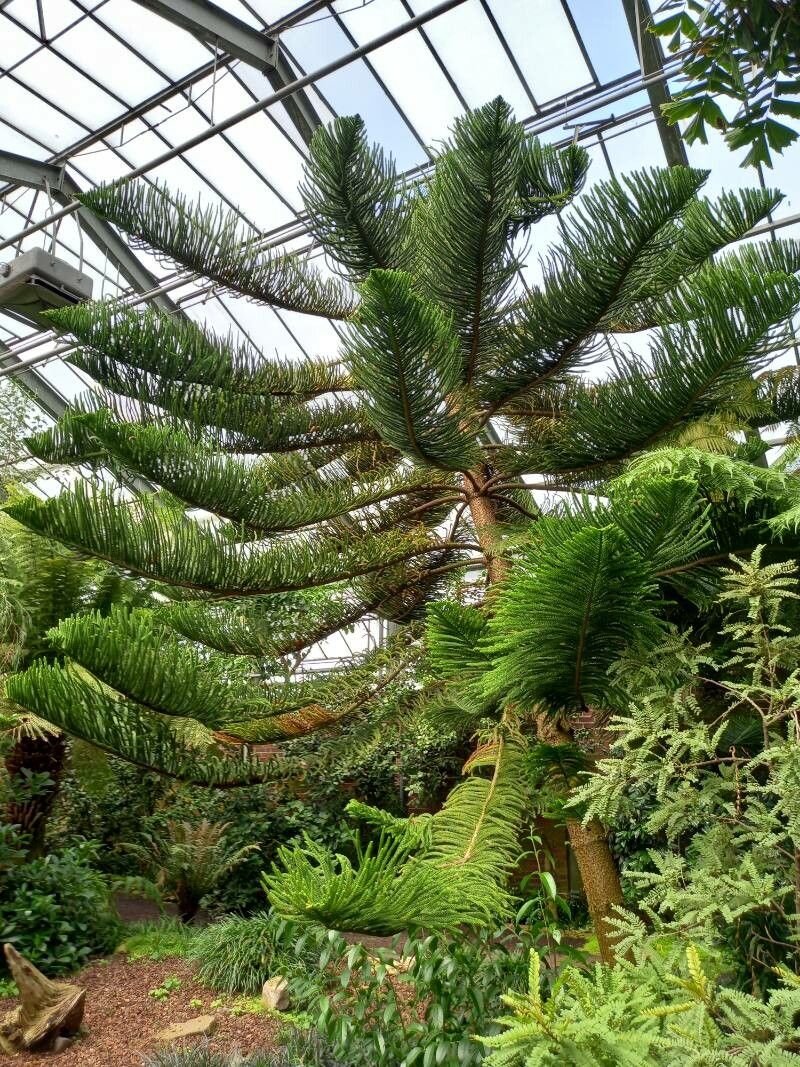 Araucaria subulata habit