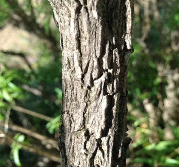 Aloysia triphylla bark