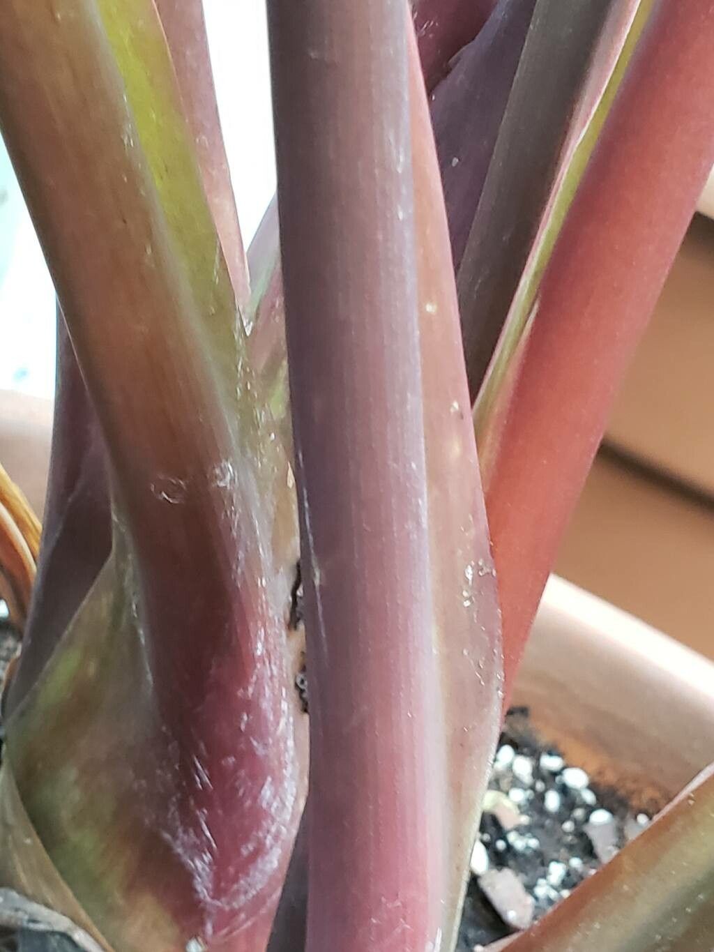 Homalomena pendula bark