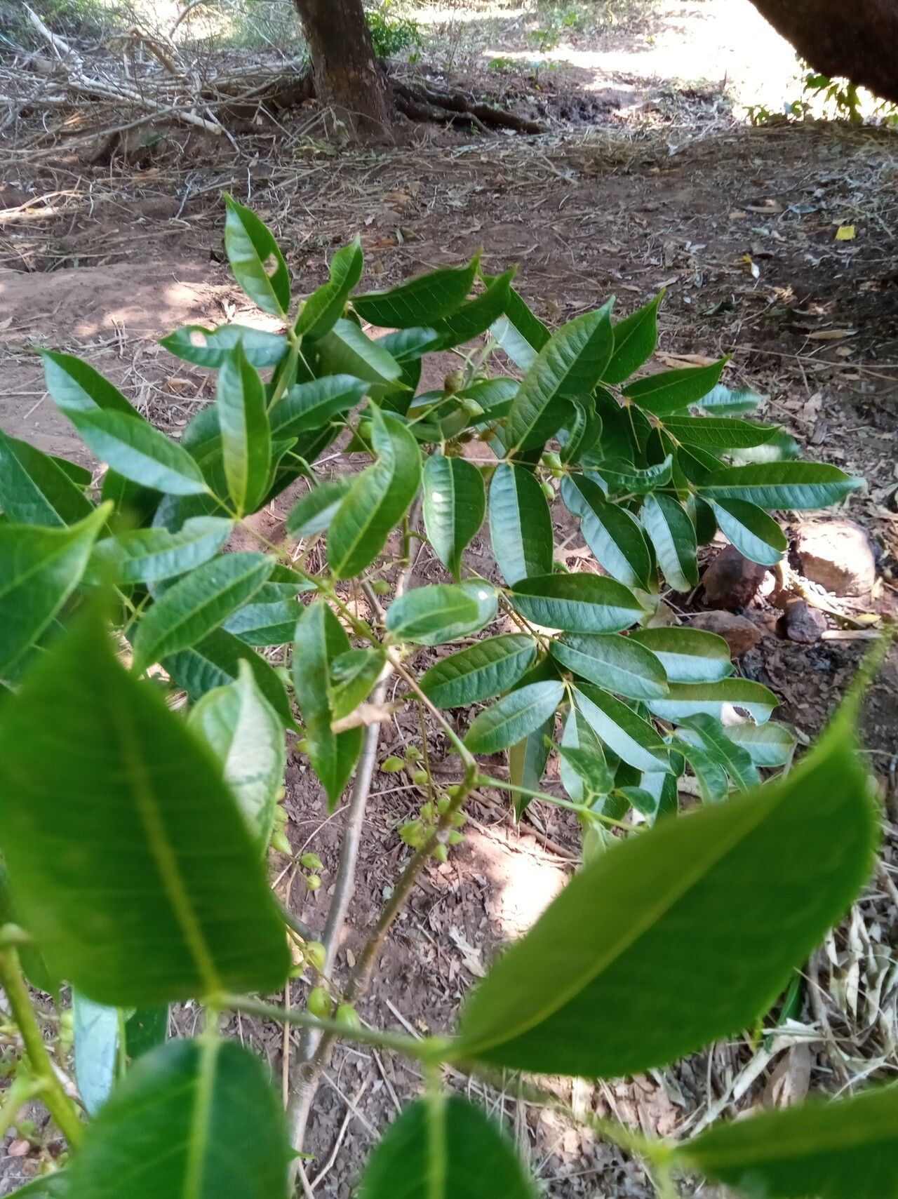 Commiphora tetramera — houseplant care guide