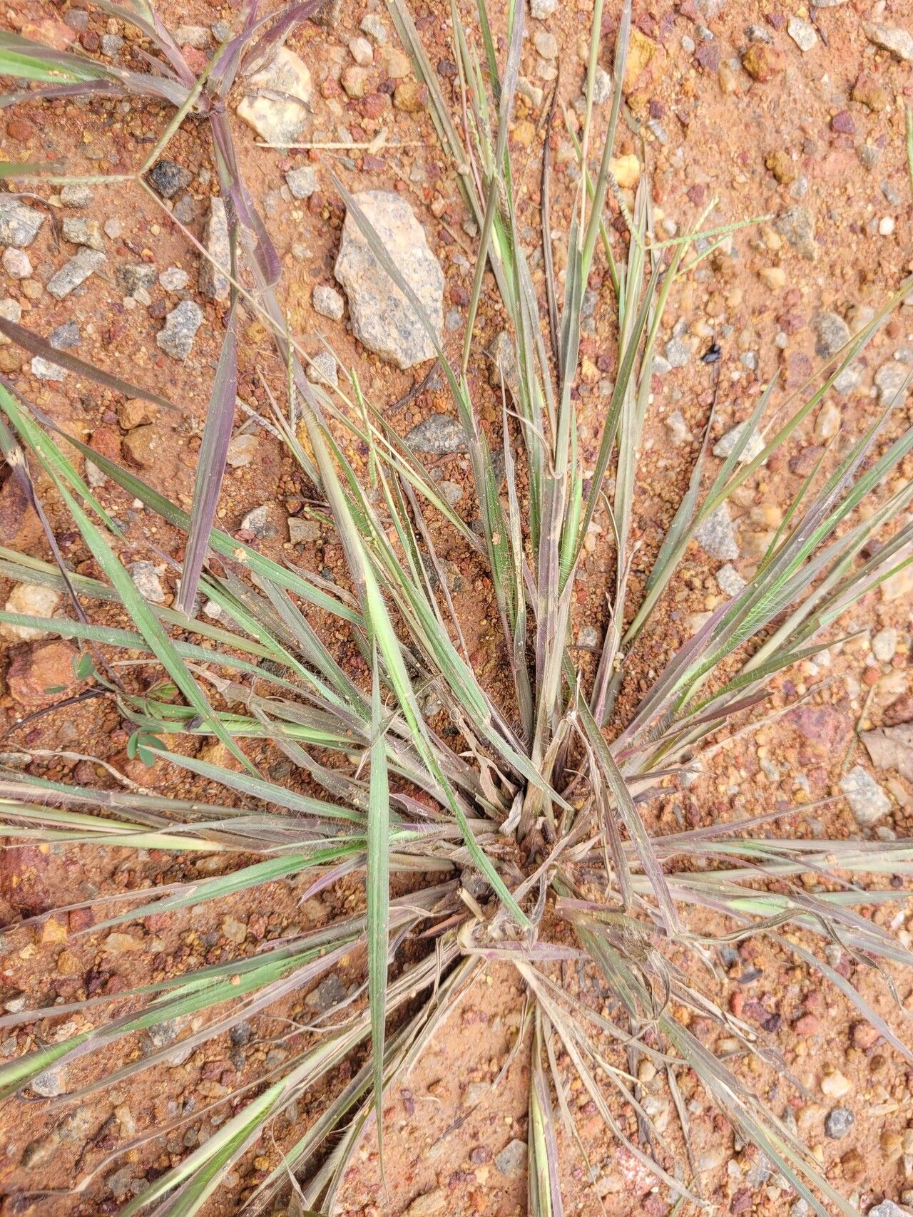 Paspalum multicaule — search result for 'Paspalum'