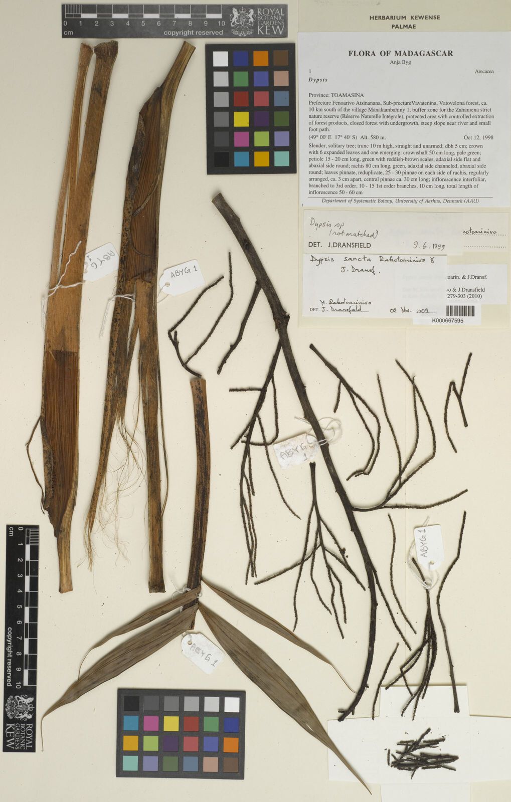 Dypsis sancta — houseplant care guide