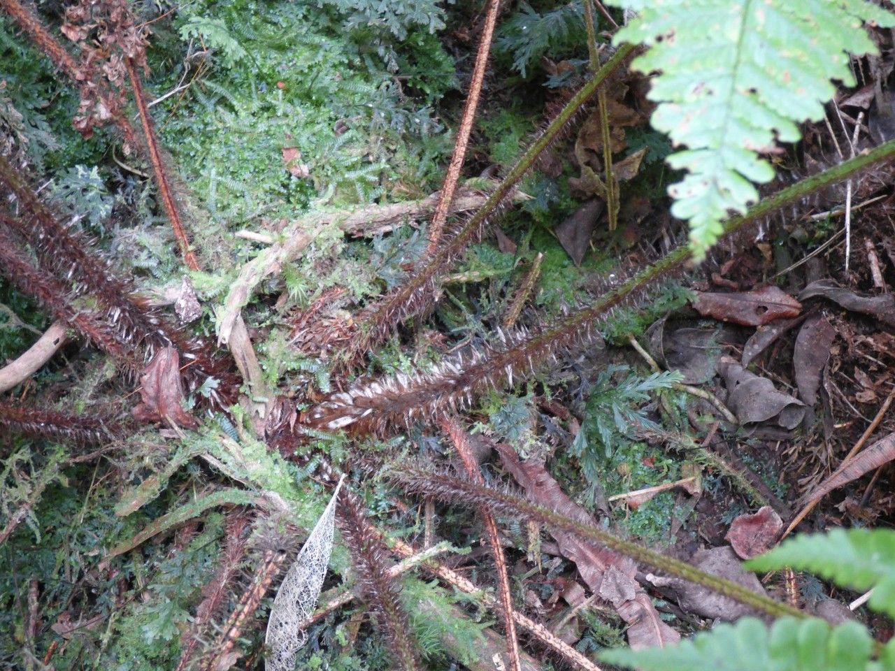 Dryopteris squamiseta bark