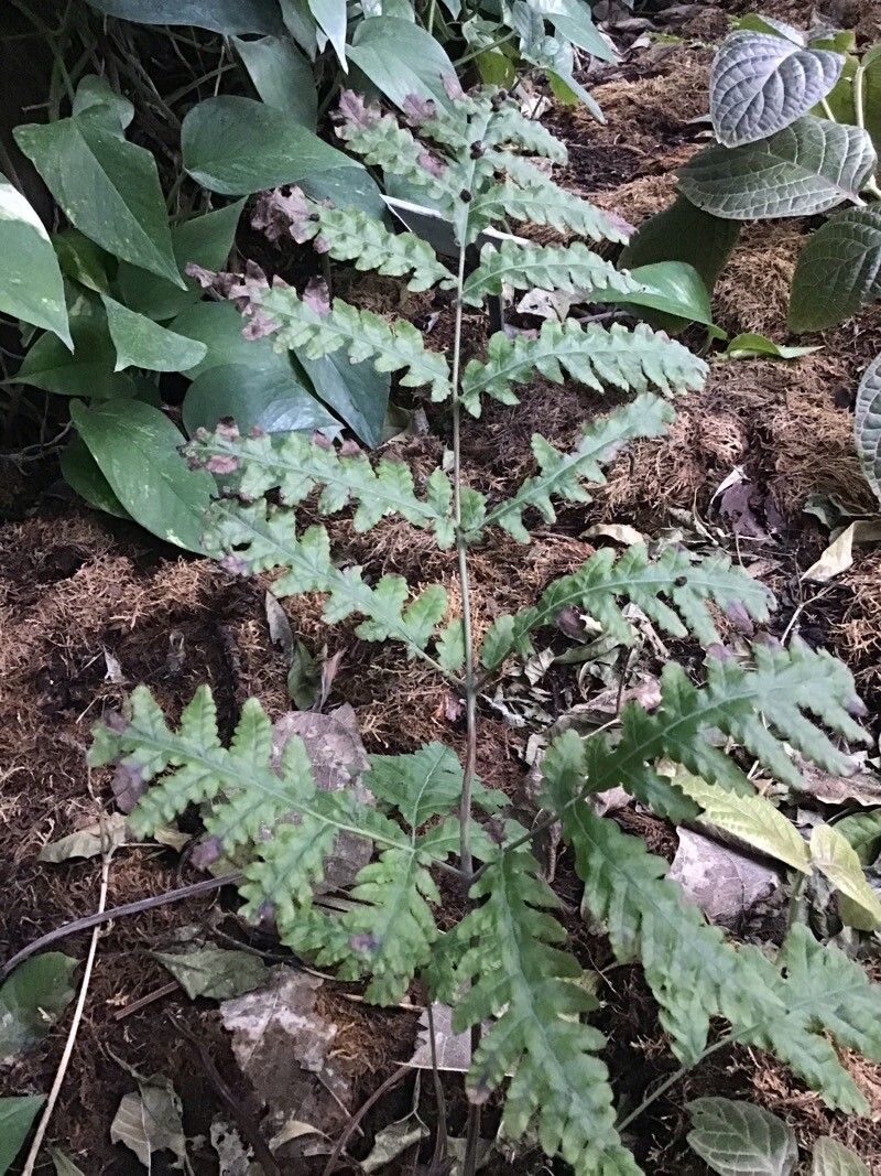 Tectaria gemmifera — houseplant care guide