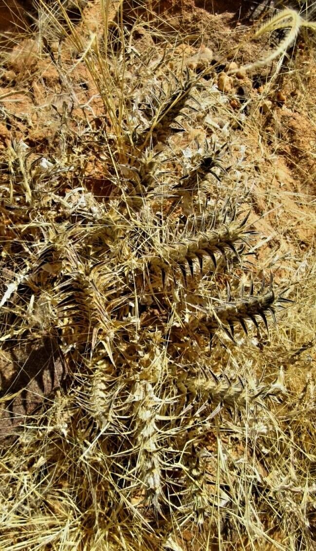 Blepharis ciliaris fruit