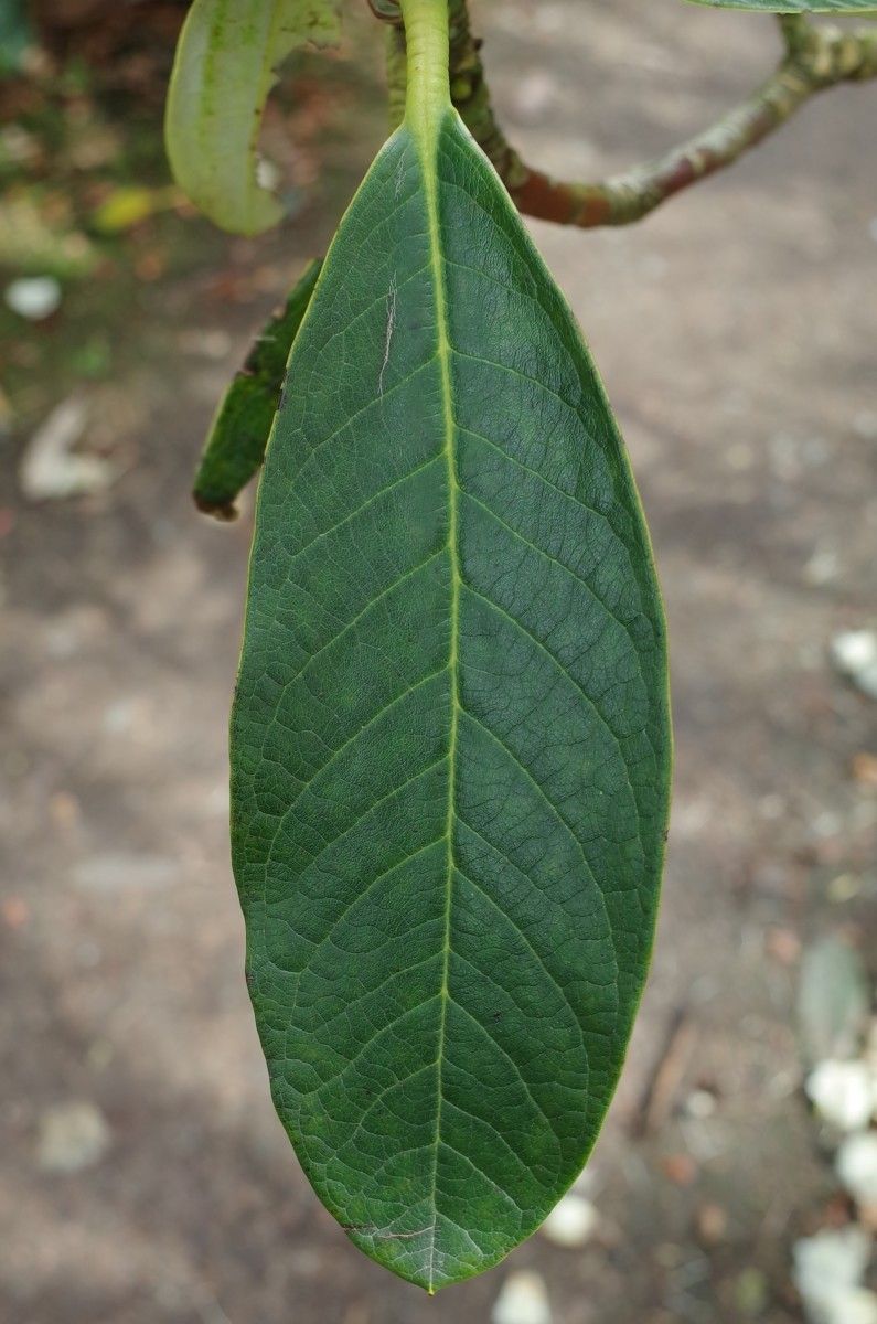 Rhododendron grande — search result for 'Bhutan'