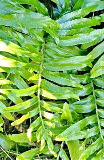 Asplenium oblongifolium — houseplant care guide