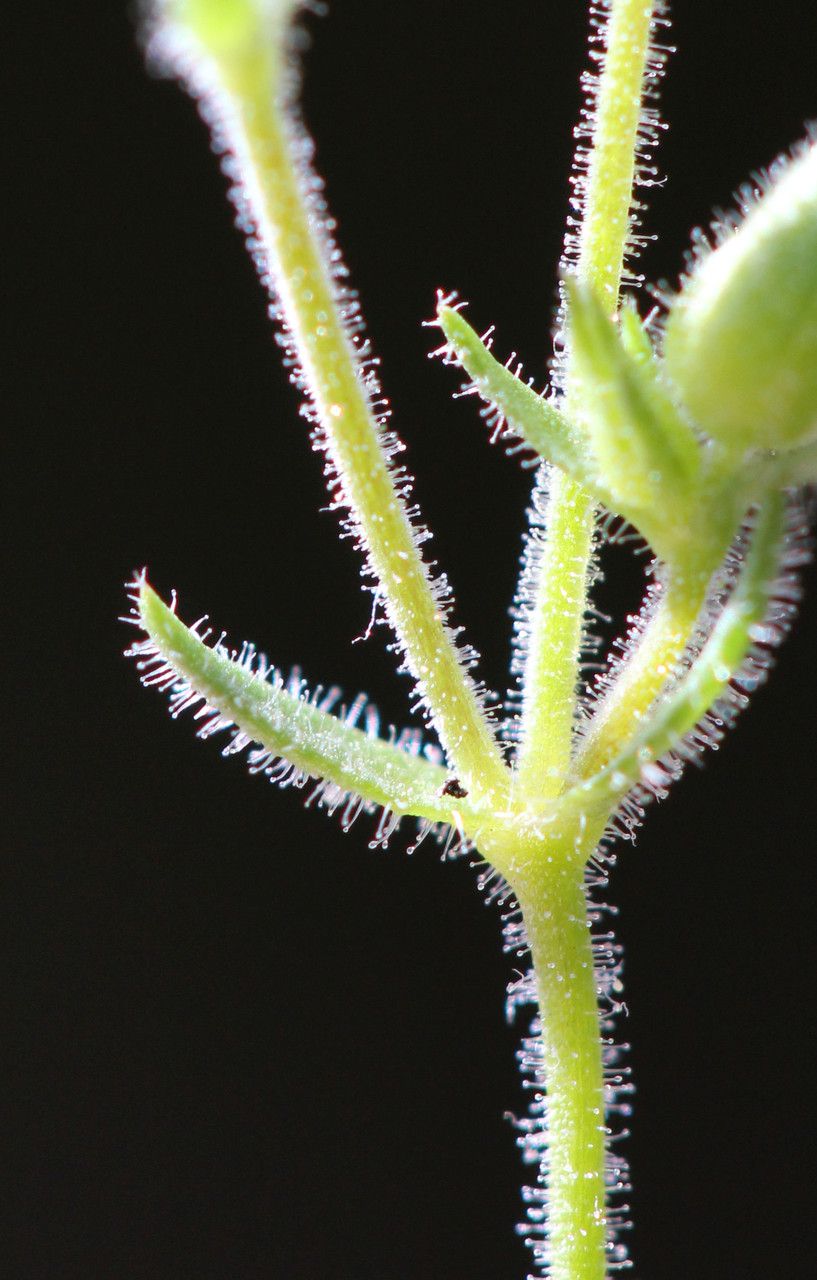 Arenaria hispida bark