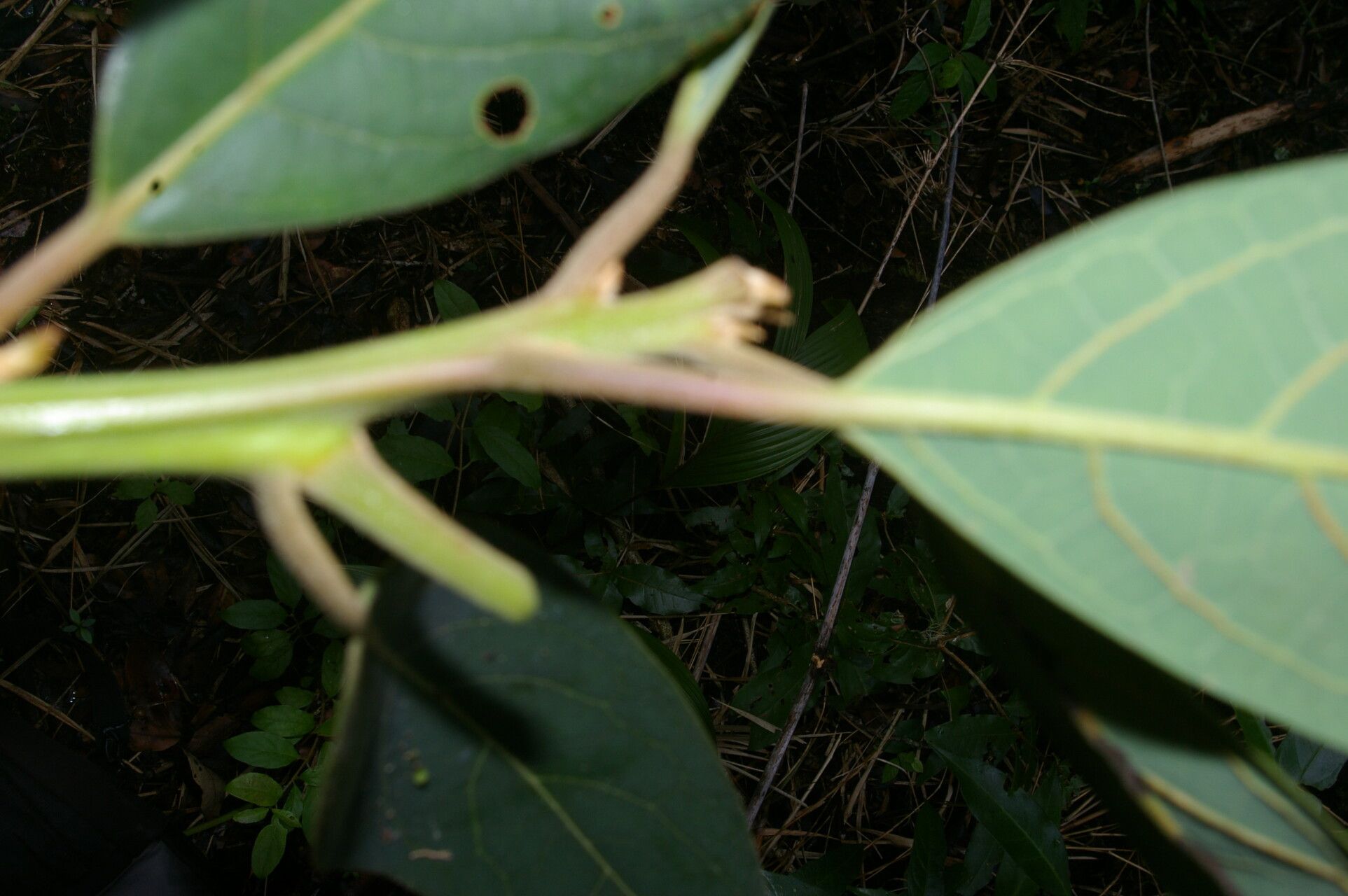Persea donnell-smithii bark