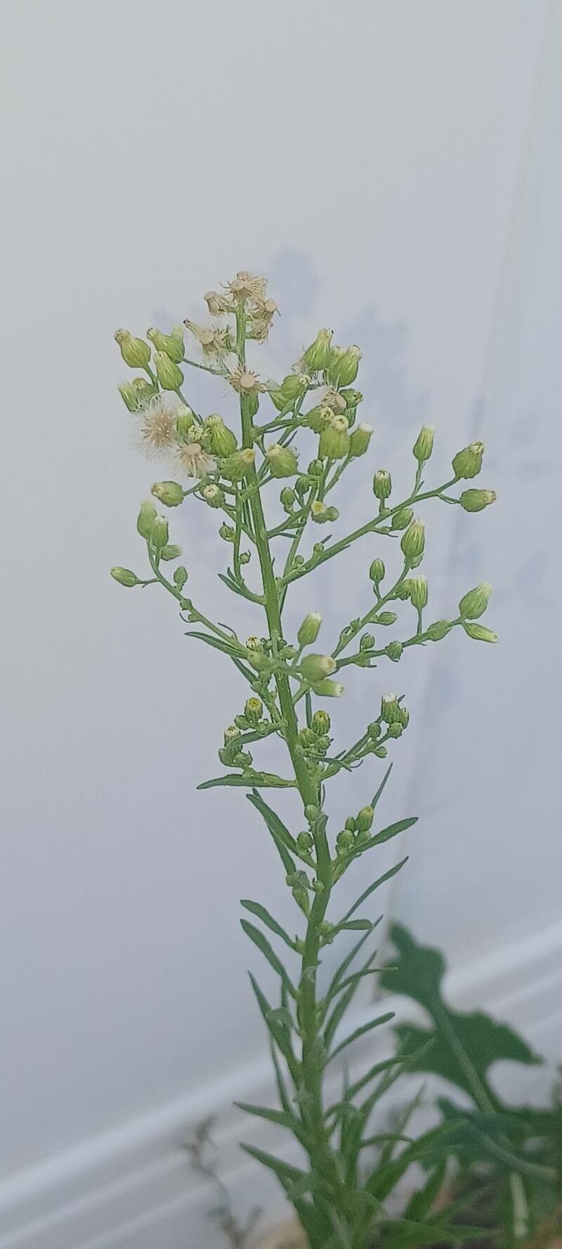 Conyza floribunda fruit