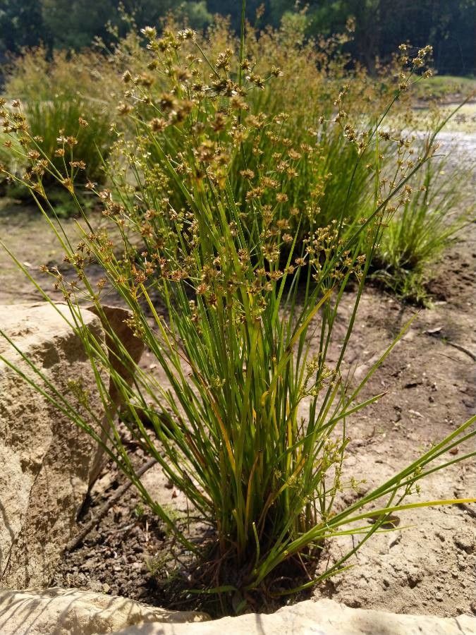 Juncus prismatocarpus leaf