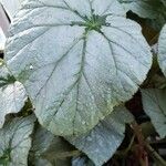 Begonia hirtella