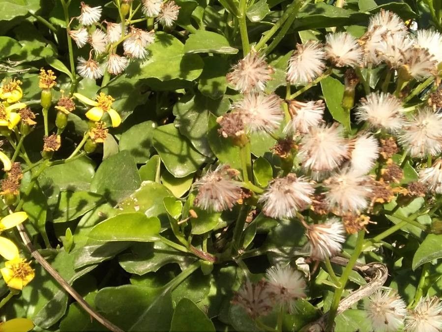 Senecio angulatus fruit