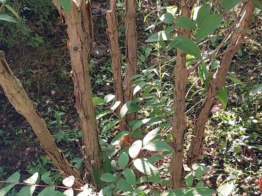 Deutzia taiwanensis bark