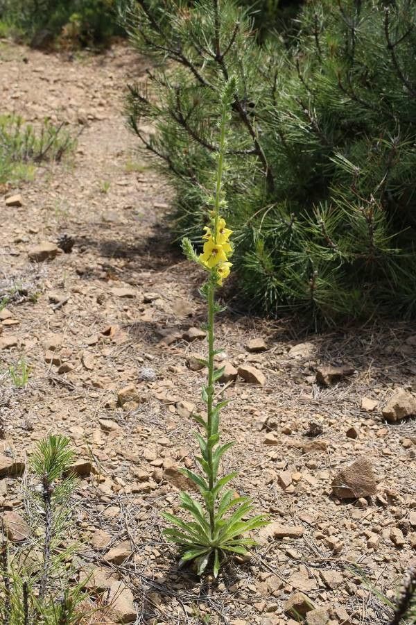 Verbascum adrianopolitanum habit