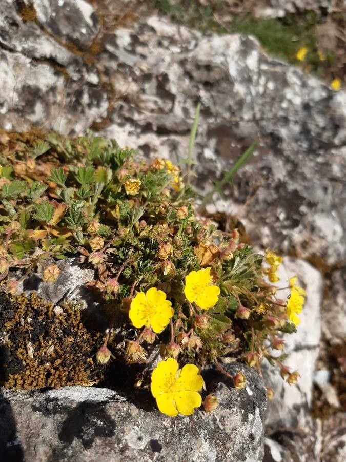 Potentilla incana habit