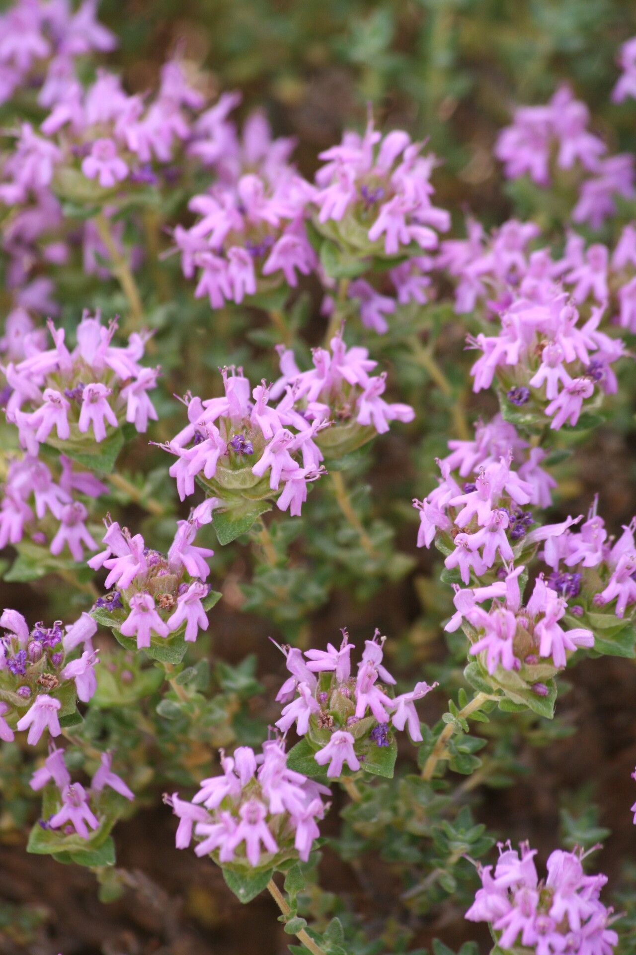 Thymus camphoratus flower