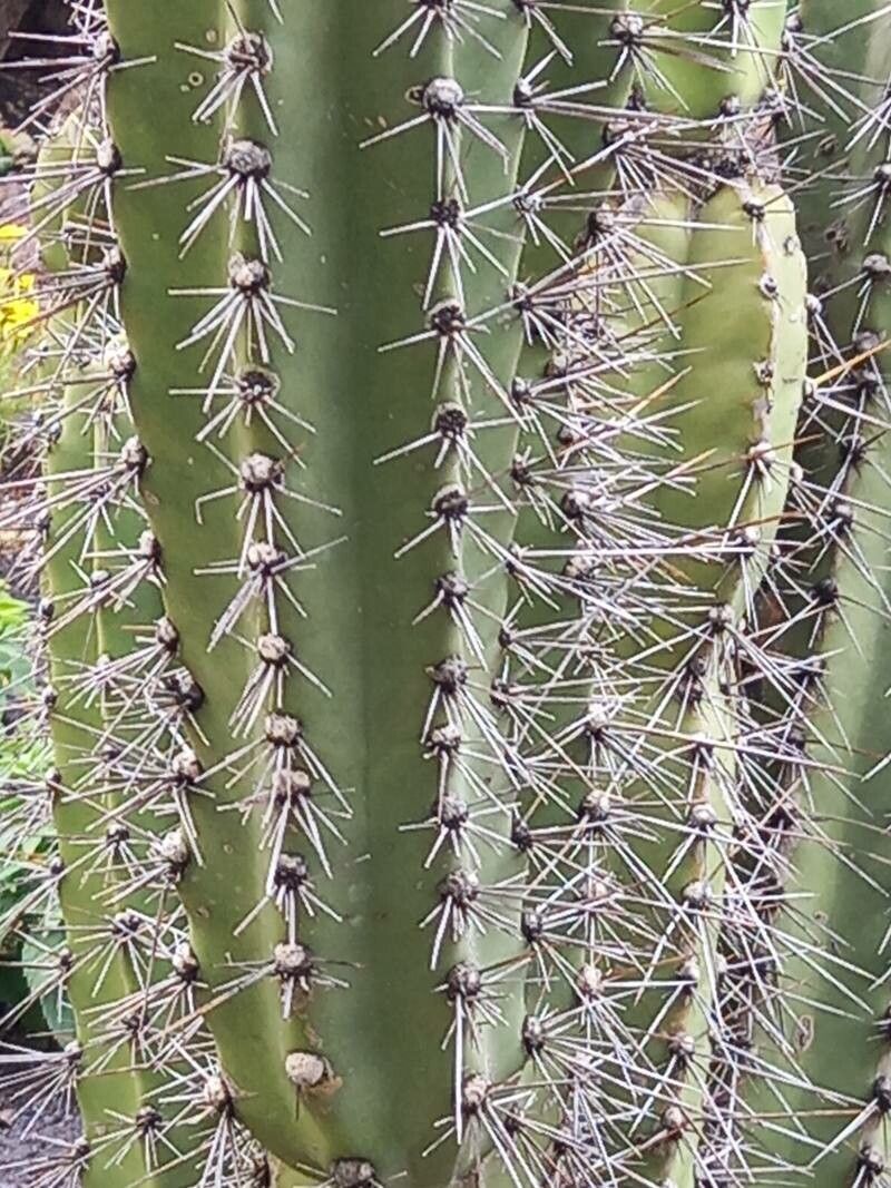 Cereus hankeanus bark